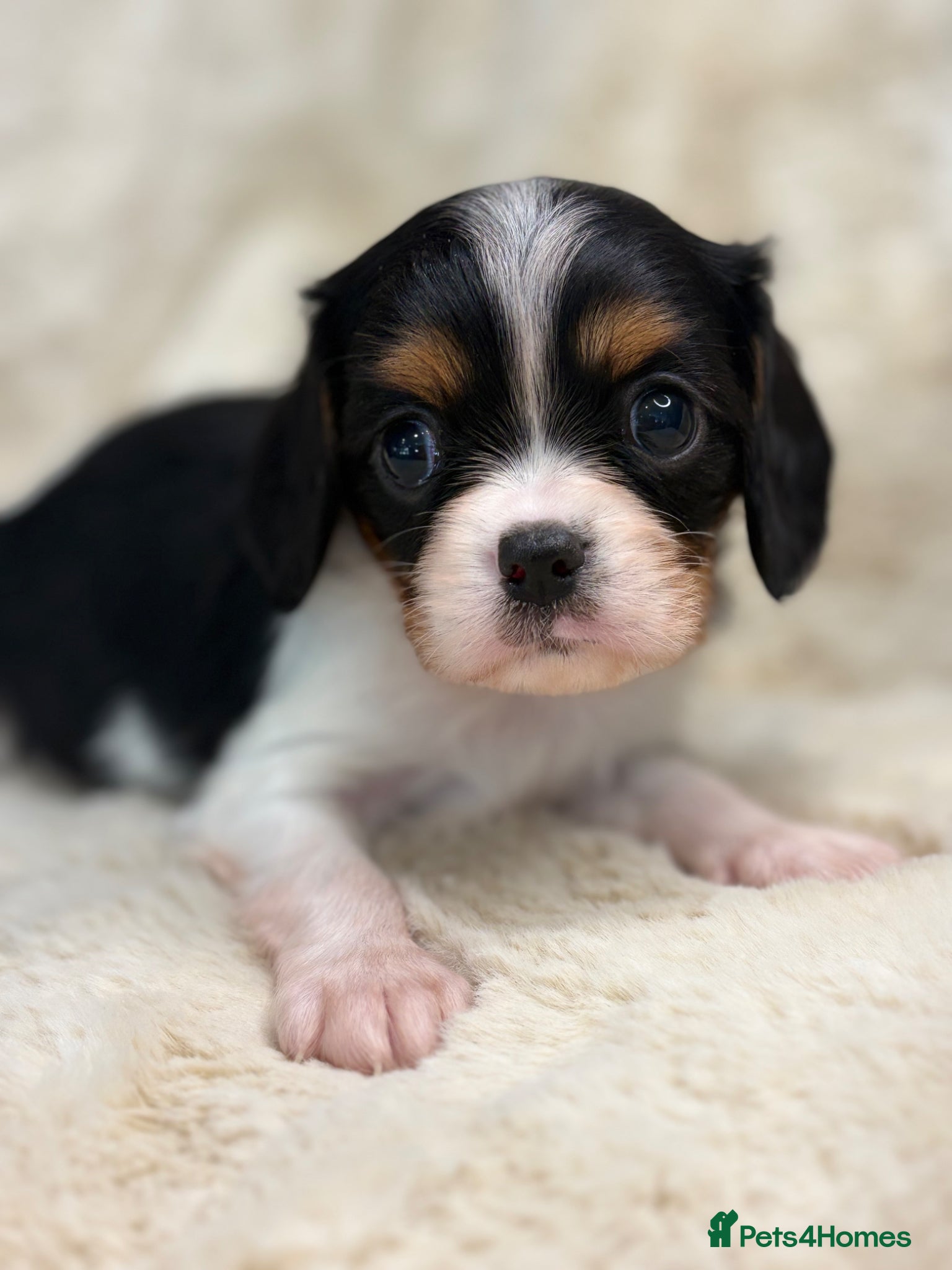 Cavalier King Charles Spaniel dogs for sale: Health tested cavalier pups  - Advert 4