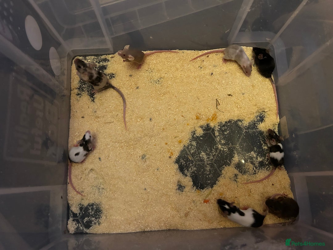 Mouse rodents for sale: Different colours pretty young mice - Advert 2