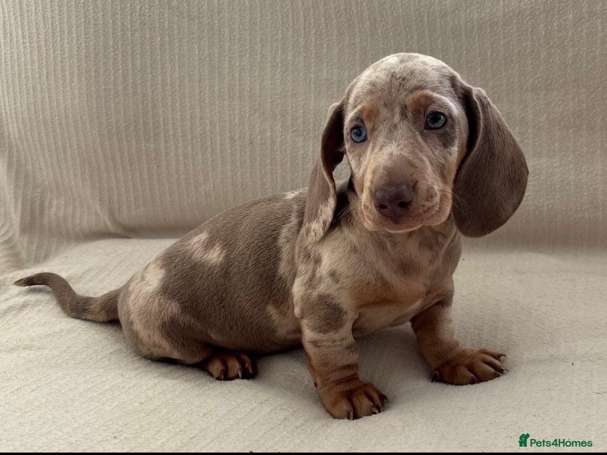 Miniature Dachshund dogs rainbow 🌈 litter of miniature dachshunds  - Advert 10