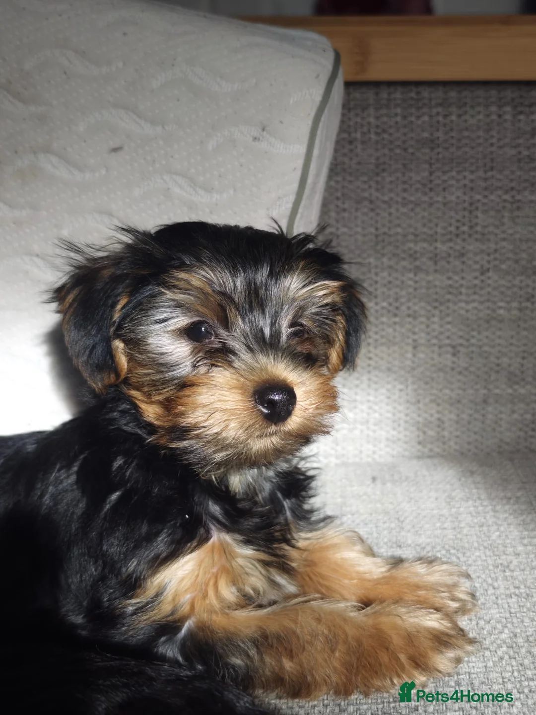 Yorkshire Terrier dogs for sale: Yorkshire Terrier–microchipped,vaccine,vet checked - Advert 13