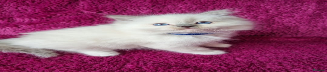 Blue Boy