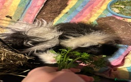 Guinea Pig rodents for sale: 2 Guinea pigs sisters  - Image 4