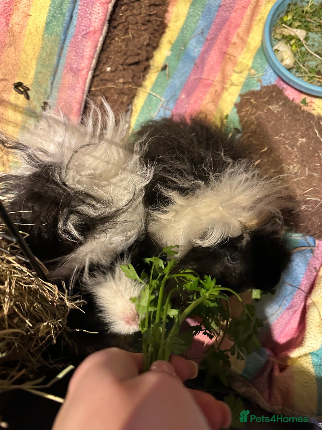 Guinea Pig rodents for sale: 2 Guinea pigs sisters  - Image 4