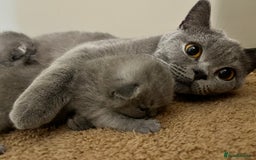 British Shorthair cats for sale: Kind Souls Fluffy Coats British Shorthair Kittens - Image 16
