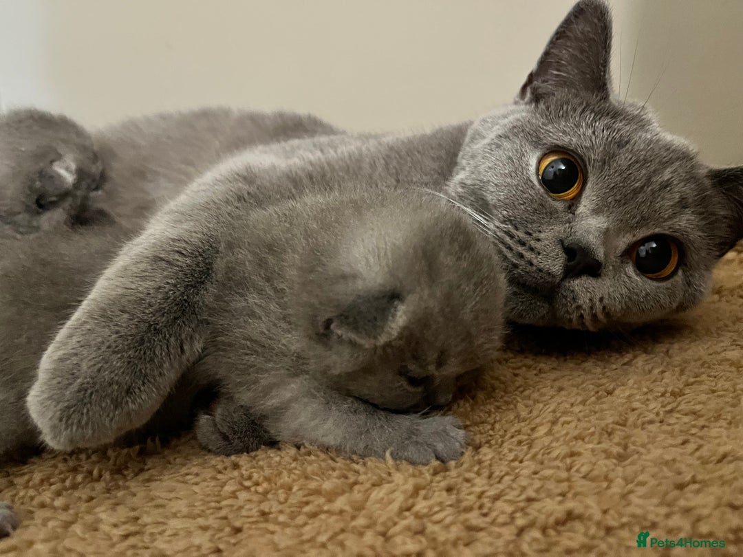 British Shorthair cats for sale: Kind Souls Fluffy Coats British Shorthair Kittens - Image 16