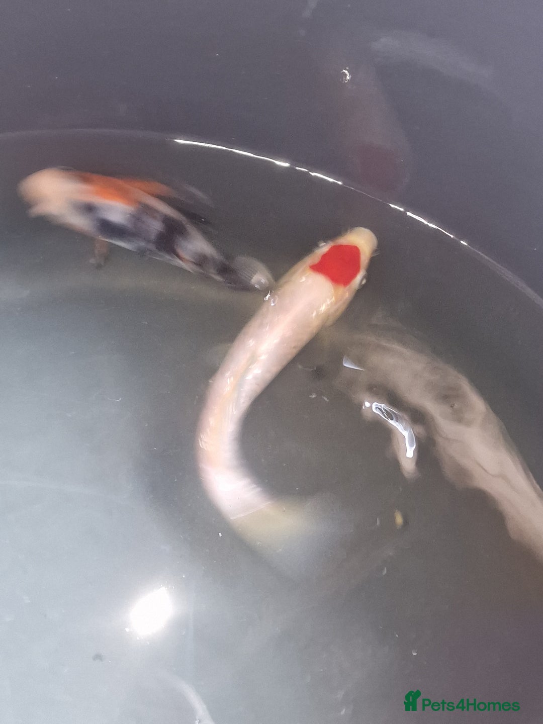 Koi Carp fish for sale: Koi for sale - Image 6