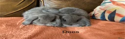 Mini Lop rabbits for sale: 4 gorgeous pure mini lops - Advert 3
