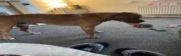 Mixed Breed dogs for sale: Rocky (mastiff x staff)  - Advert 10