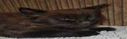 Domestic Shorthair cats for adoption: Rescue Kitten Looking for a Forever Home - Advert 7