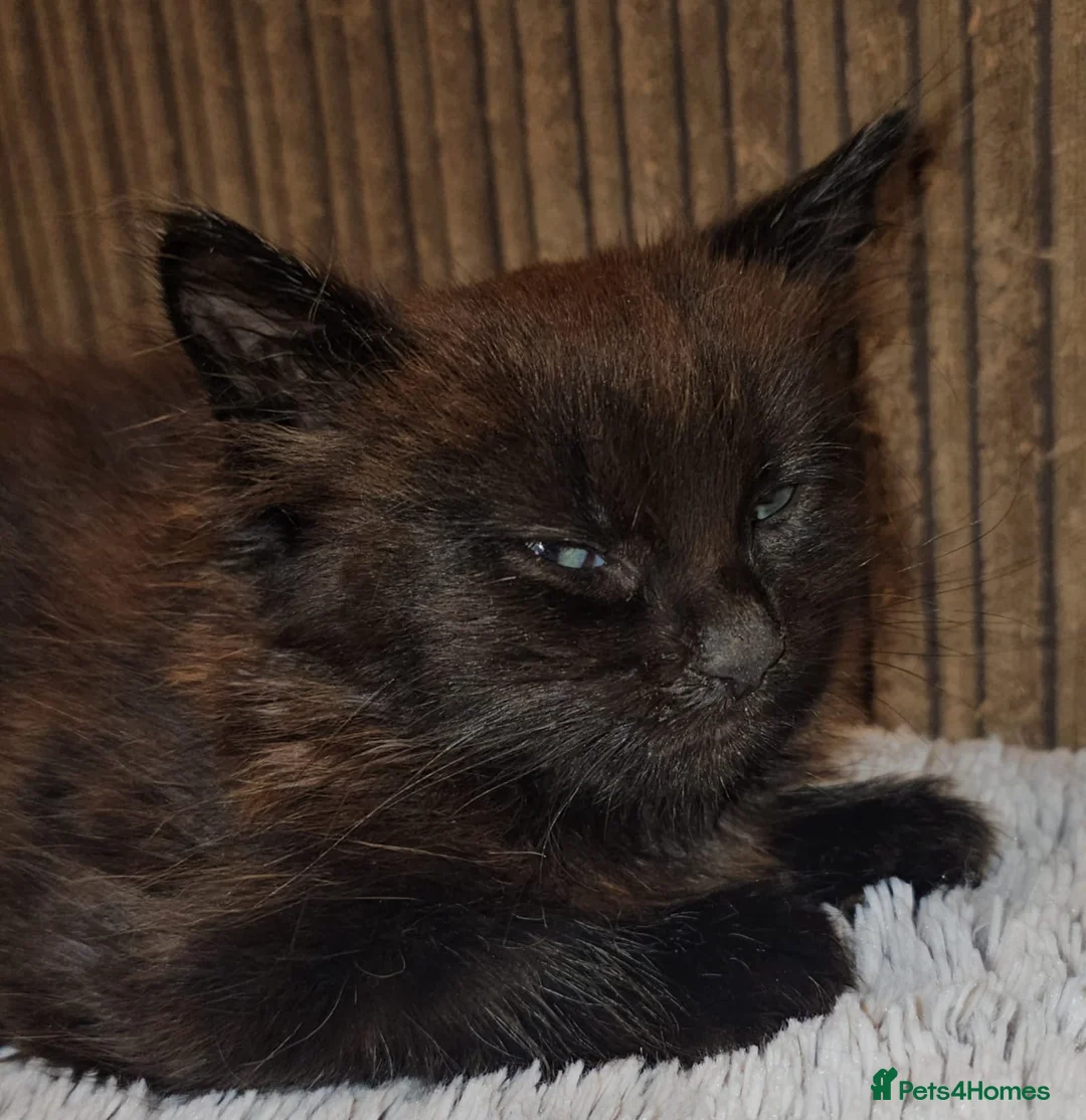 Domestic Shorthair cats for adoption: Rescue Kitten Looking for a Forever Home - Advert 7