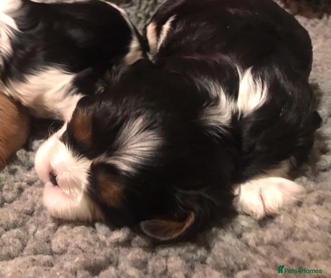Cavalier King Charles Spaniel dogs for sale: King Charles cavalier  - Advert 8