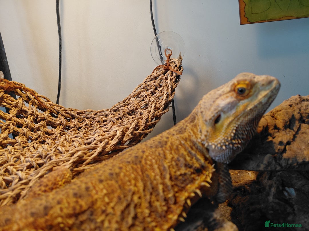 Bearded Dragon reptiles for sale: Beautiful Female Bearded Dragon - Image 6