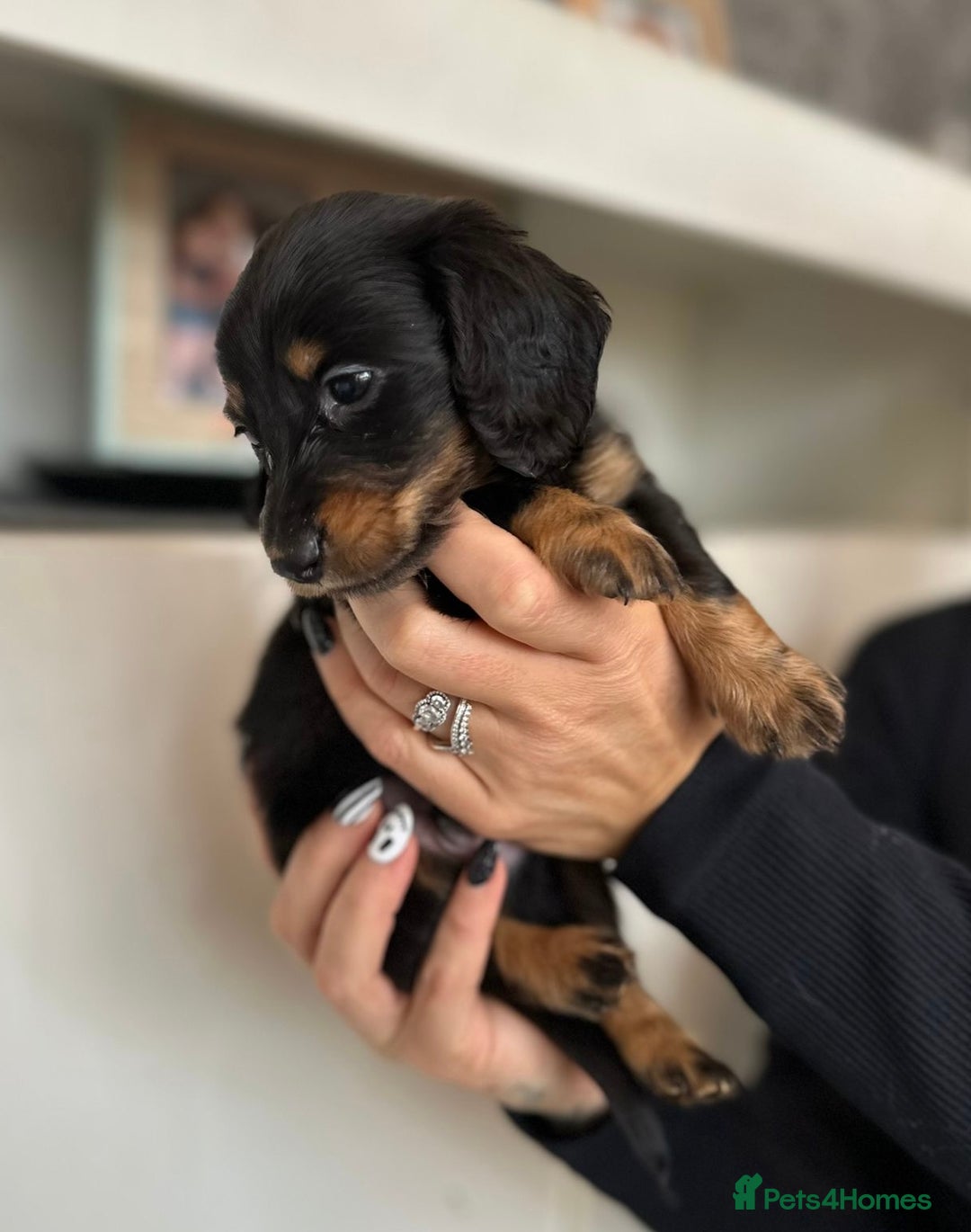 Dachshund dogs for sale: Miniature long hair dachshunds - Image 9