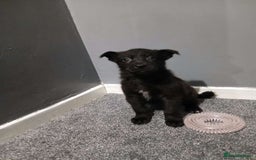 Mixed Breed dogs for sale: German Shepherd x huskita.  - Image 20
