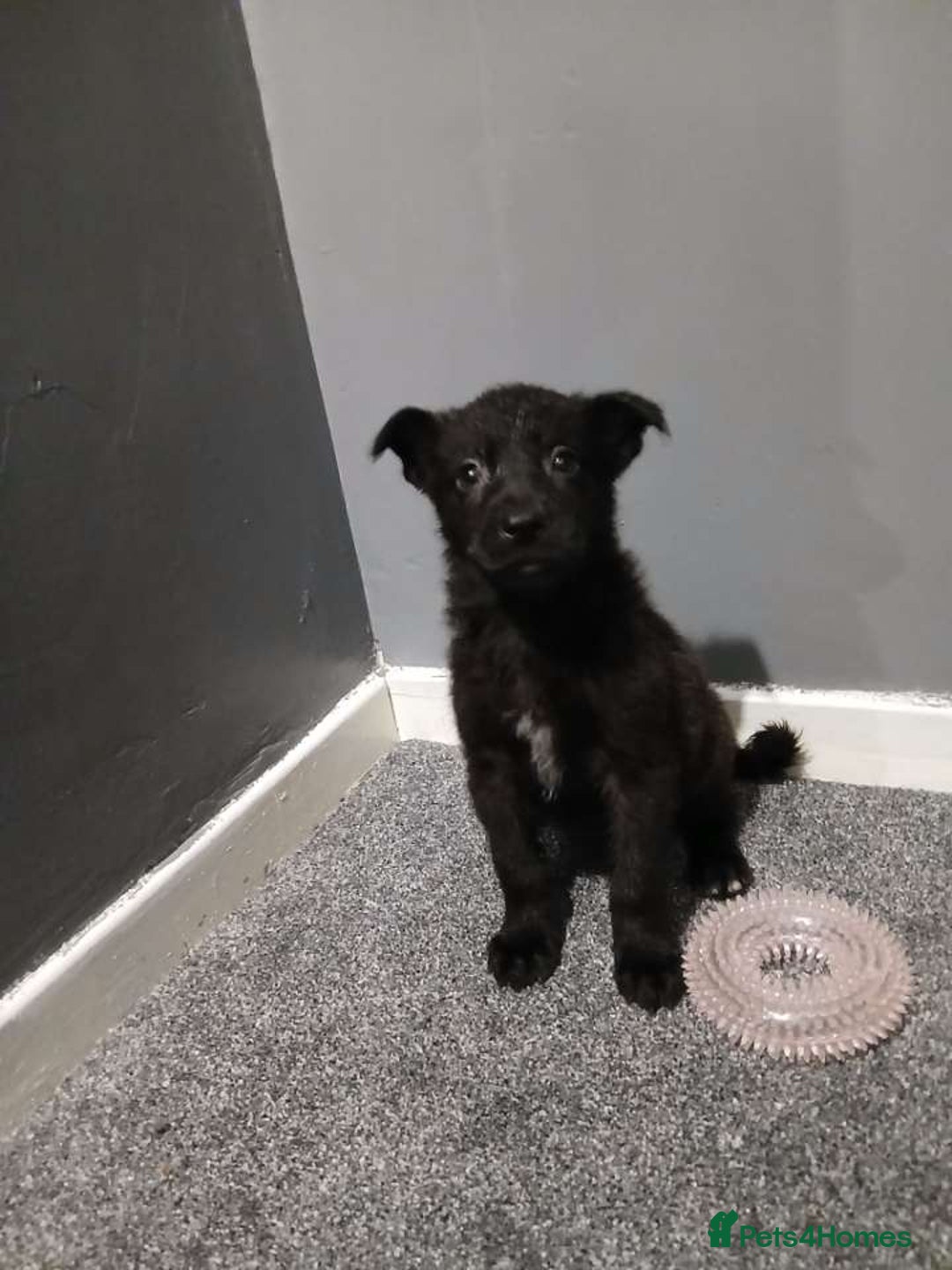 Mixed Breed dogs for sale: German Shepherd x huskita.  - Image 20