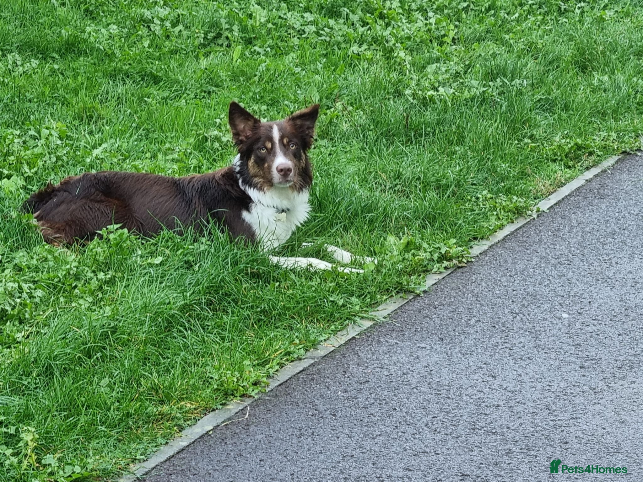 Border Collie dogs Border Collie Stud - Advert 1