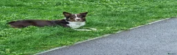 Border Collie dogs for stud: Border Collie Stud - Advert 1