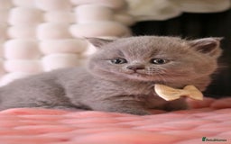 British Shorthair cats for sale: 💎 British Shorthair - GCCF 💎 - Image 8