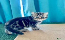 British Shorthair cats for sale: BSH. Silver/Brown Tabby kitten. - Image 1