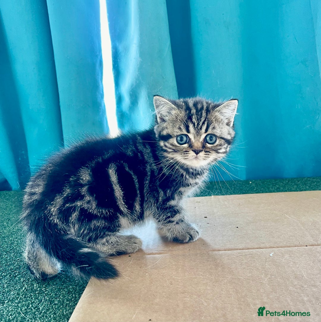 British Shorthair cats for sale: BSH. Silver/Brown Tabby kitten. - Image 1