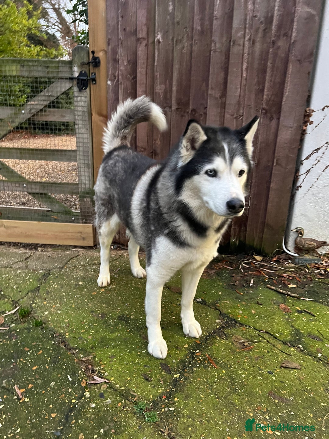 Siberian Husky dogs for sale: Siberian Husky  - Advert 3