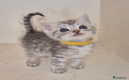 Bengal cats for sale: BENGAL X BRITISH SHORT HAIR - Image 4