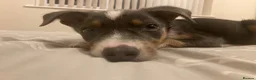 Border Collie dogs for sale: 5 gorgeous border collie puppies - Advert 1