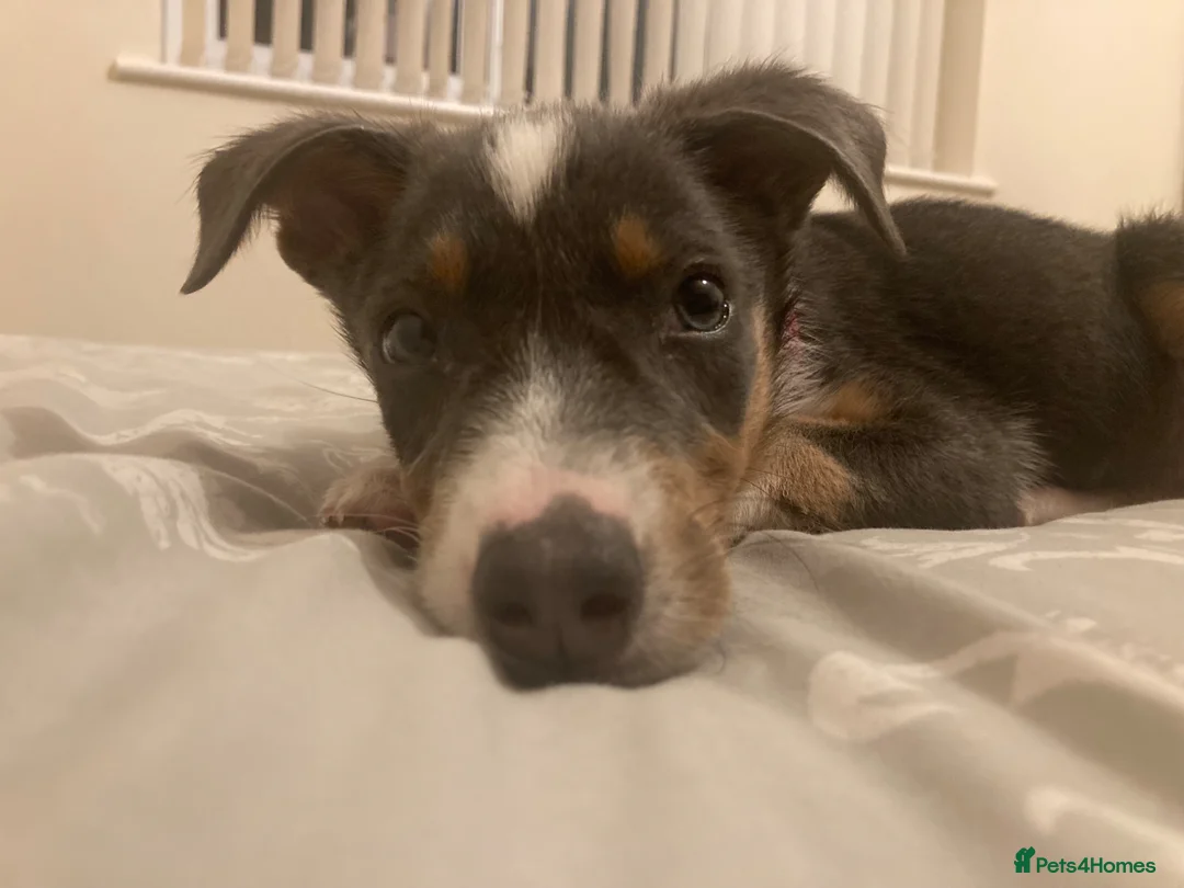 Border Collie dogs for sale: 5 gorgeous border collie puppies - Advert 1