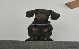 Dachshund dogs for sale: 1 Year Old Miniature Dachshund For Sale - Image 4
