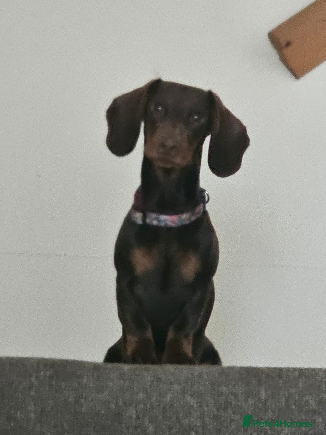 Dachshund dogs for sale: 1 Year Old Miniature Dachshund For Sale - Image 4