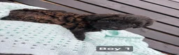 Labradoodle dogs for sale: Adorable Miniture F1B Labradoodle puppies - Advert 9