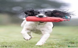 English Springer Spaniel dogs for sale: Working English Springer Spaniel  in Cullompton - Image 6