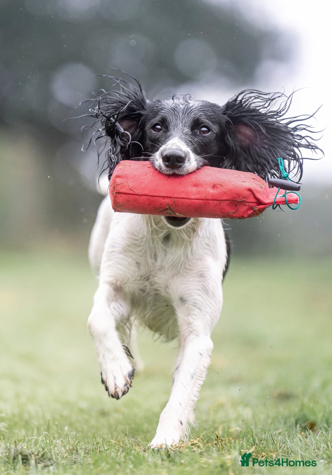 English Springer Spaniel dogs for sale: Working English Springer Spaniel  in Cullompton - Image 6