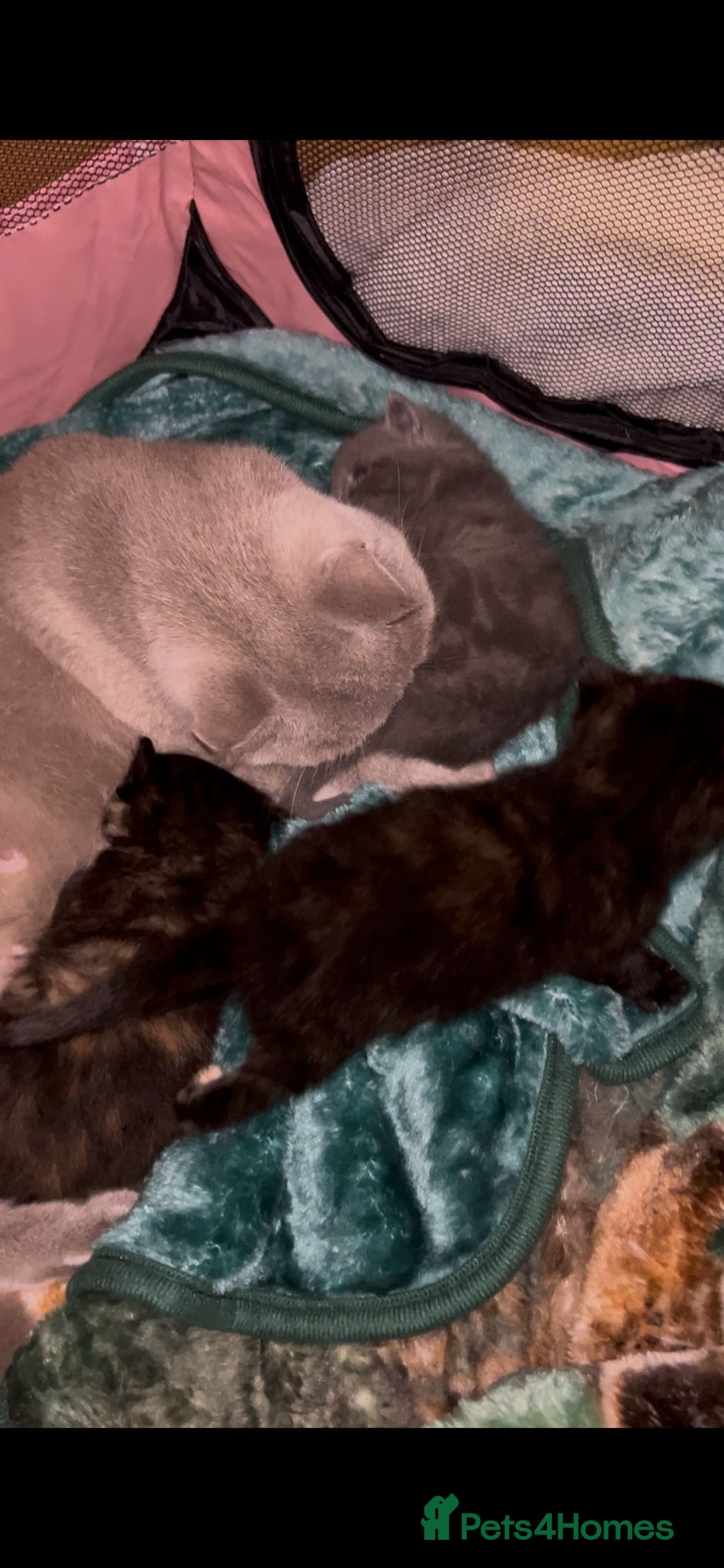 British Shorthair cats for sale: British Short Hair girls available  - Advert 6