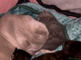 British Shorthair cats Black torte kitten female British Short Hair left - Advert 15