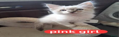  Kitten 2