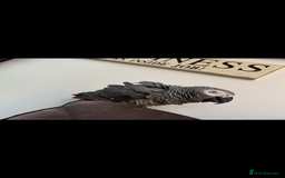 Parrots birds for sale: African grey male full set up  - Image 6