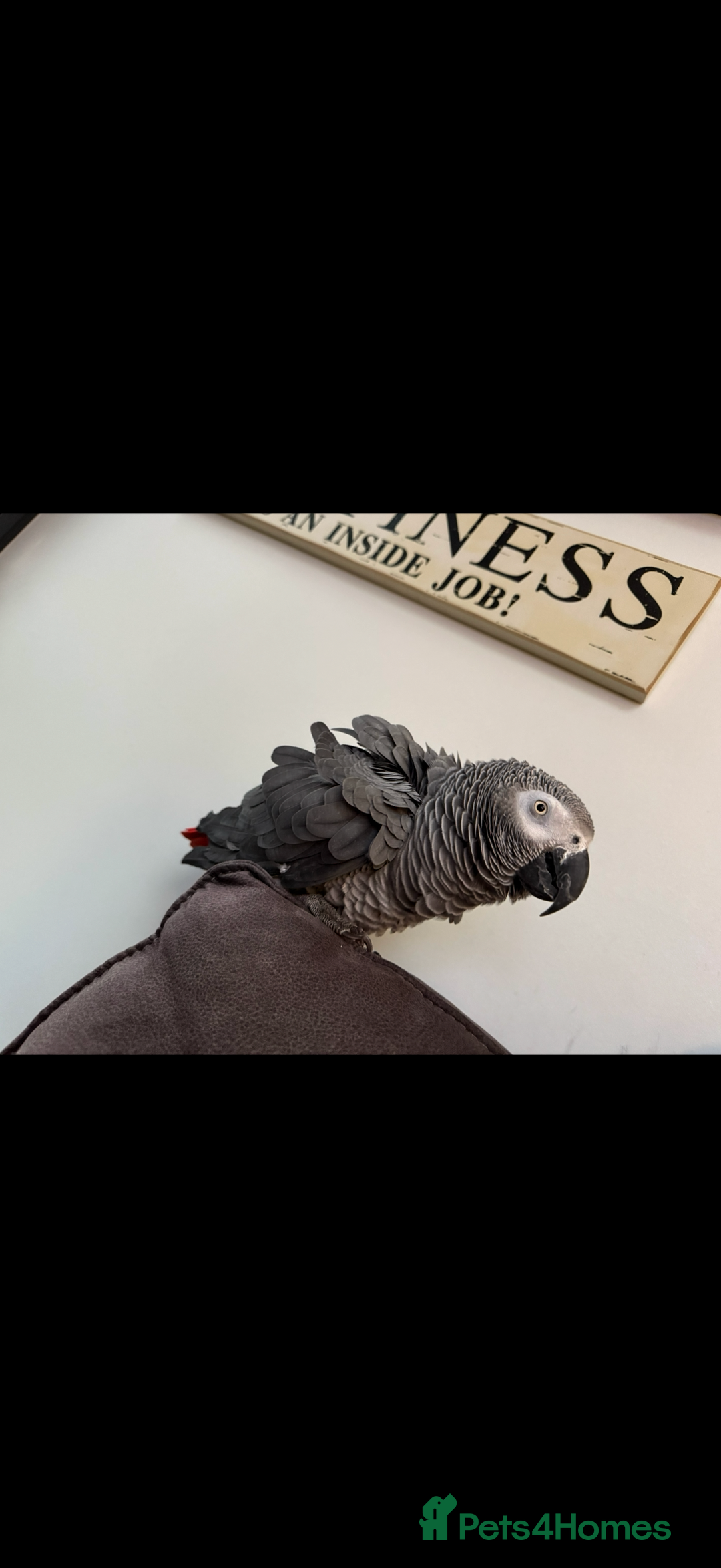 Parrots birds for sale: African grey male full set up  - Image 6