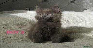 Maine Coon cats - Advert 5