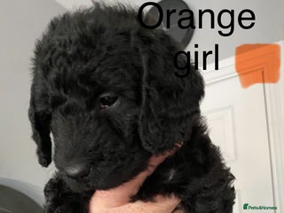 Mixed Breed dogs COCKERPOO X BEDLINGTON GIRL PUPPIES. - Advert 1