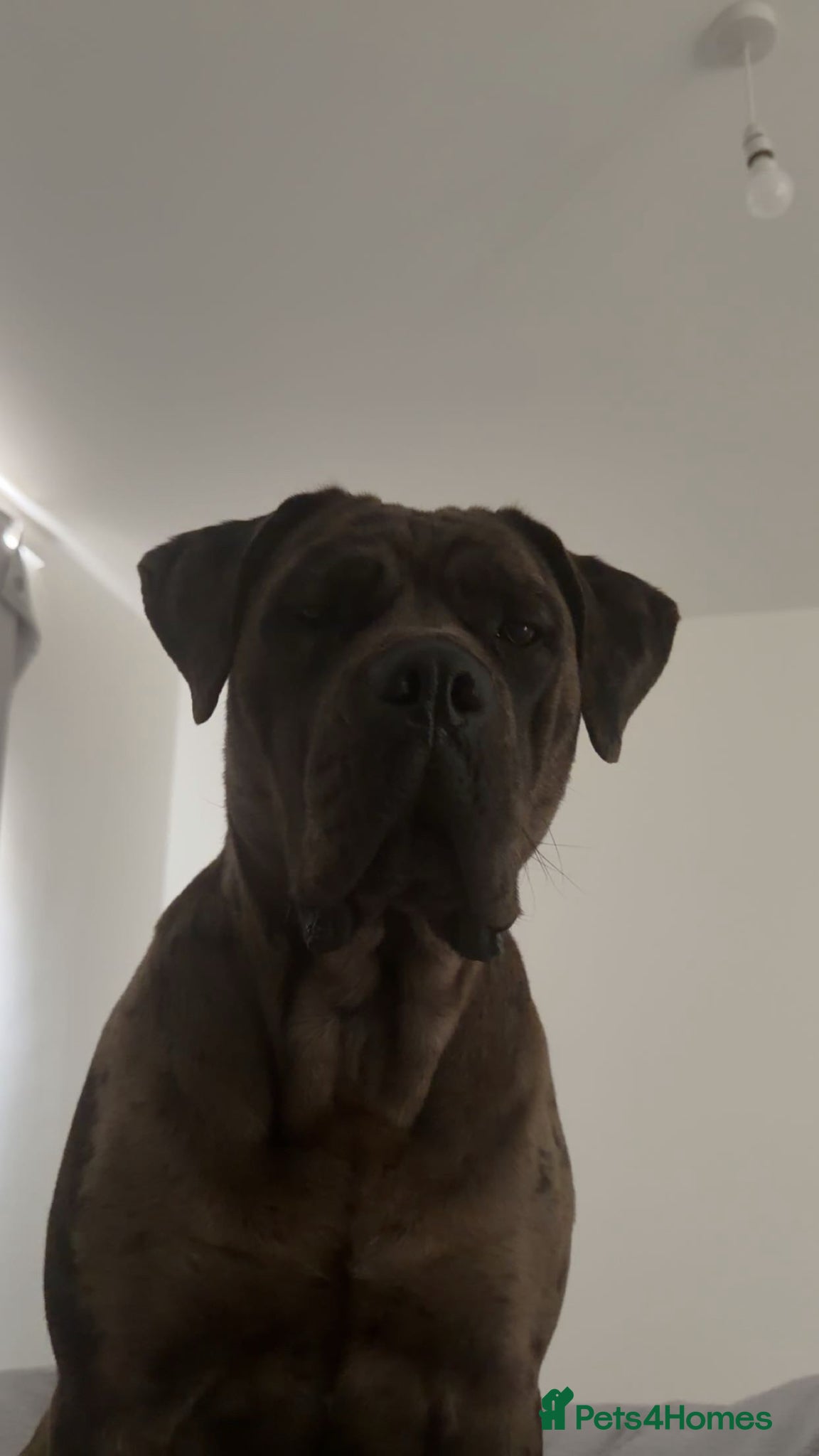 Cane Corso dogs Storm  - Advert 5