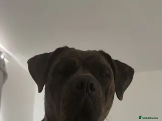 Cane Corso dogs Storm - Advert 5