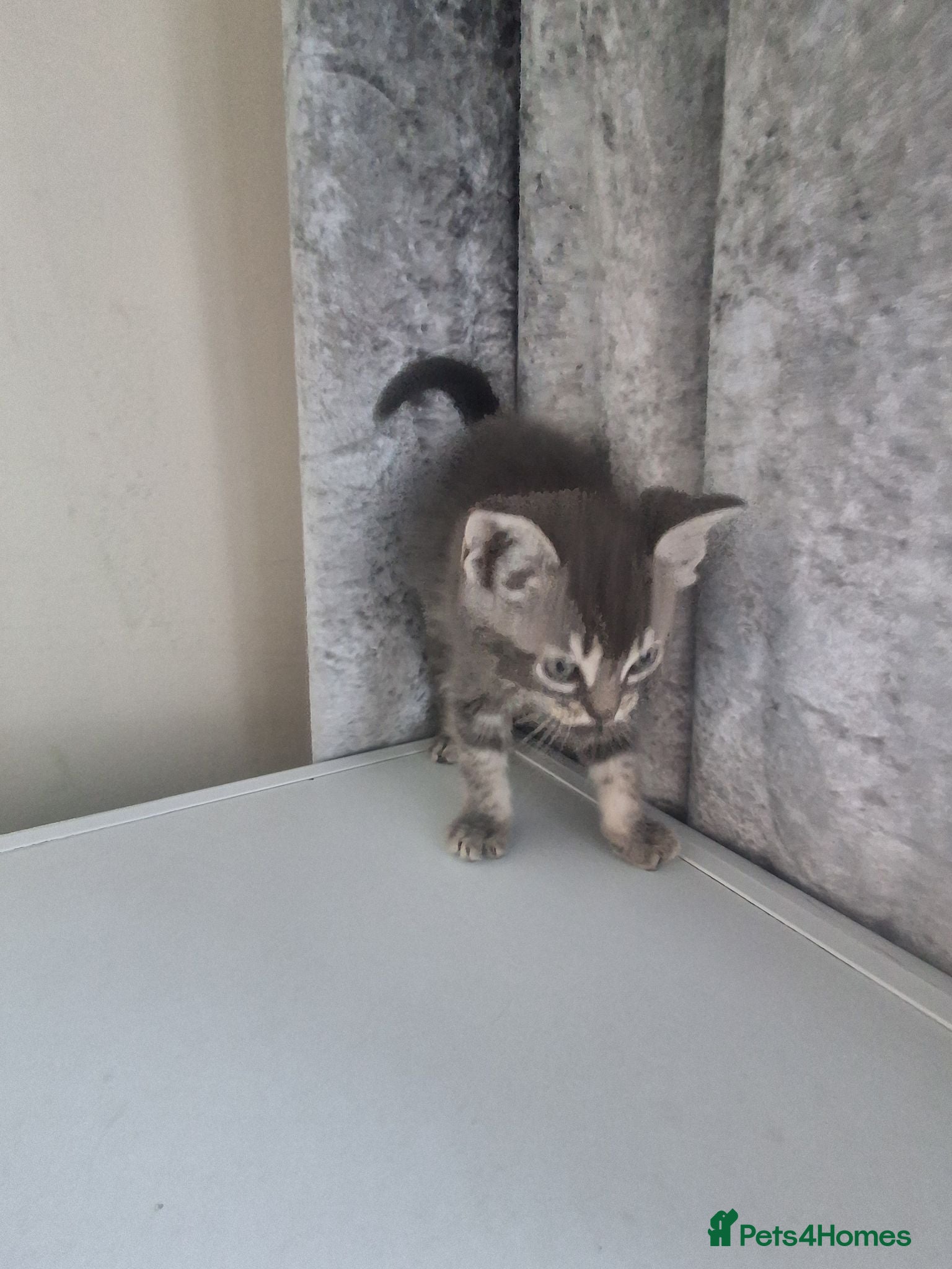 Mixed Breed cats Beautiful black and tuxedo kittens  - Advert 1