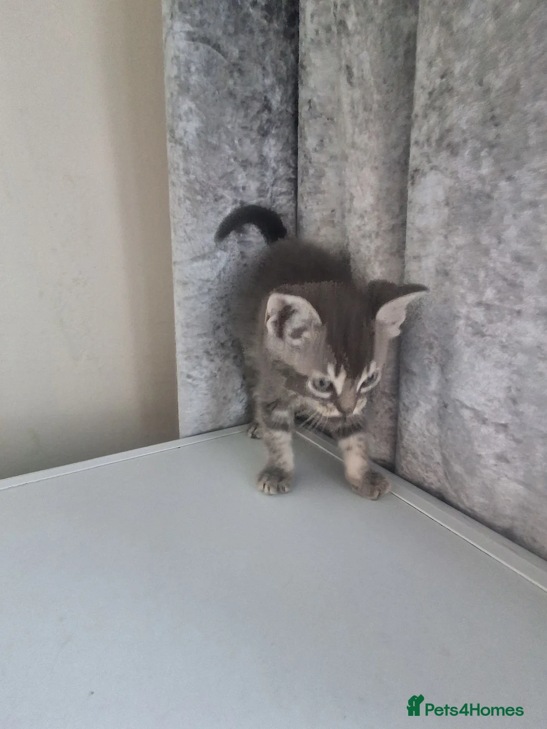 Mixed Breed cats for sale: Beautiful black and tuxedo kittens  - Advert 1
