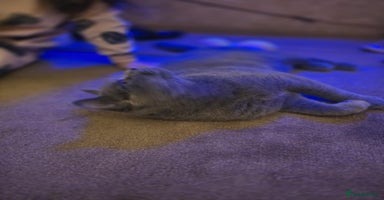 British Shorthair cats in Boston - Advert 16