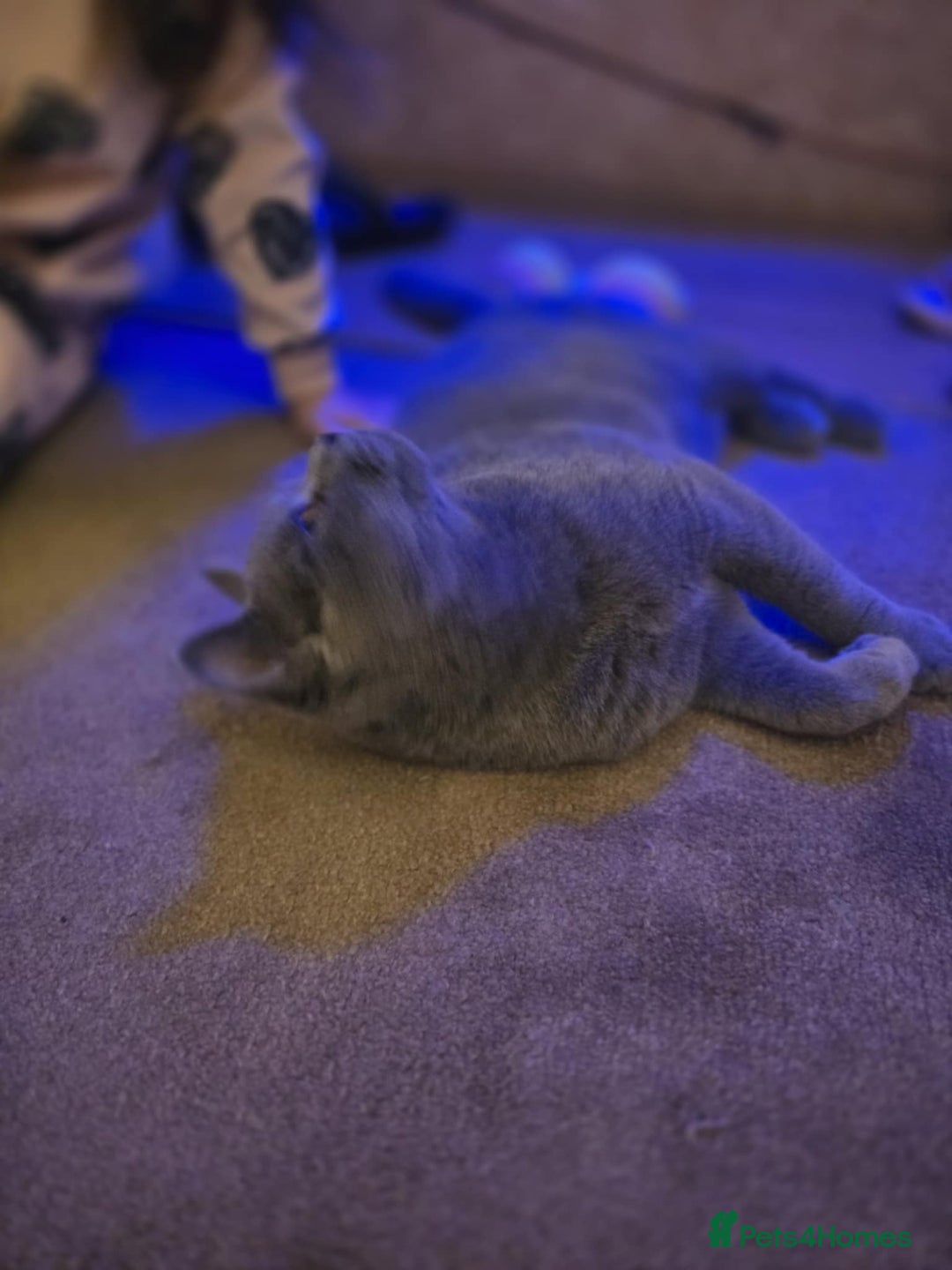 British Shorthair cats for sale: British shorthair GCCF registered  in Boston - Image 3