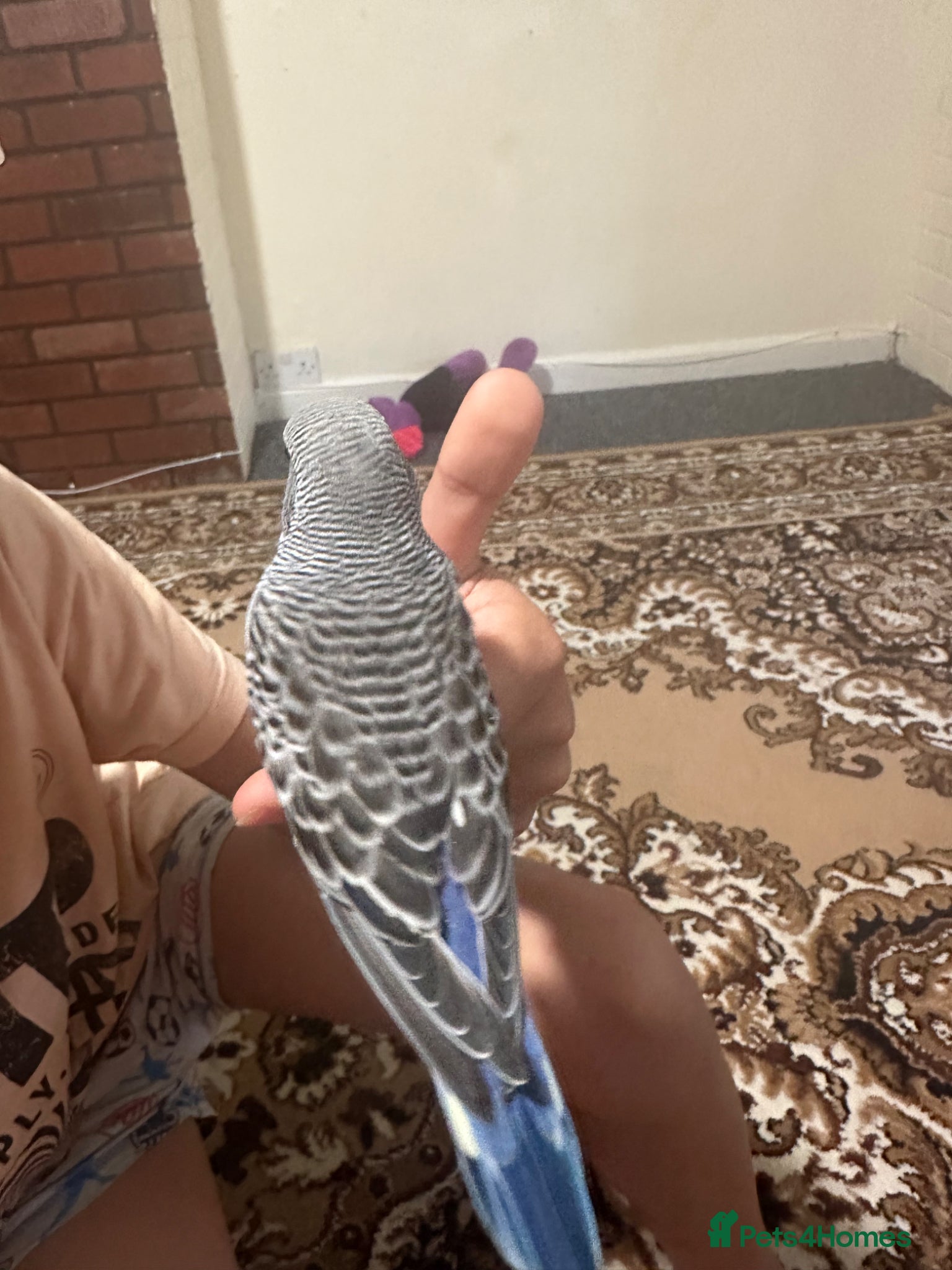 Budgerigars birds Lovely baby budgies hand  tame - Advert 2