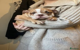 English Bulldog dogs for sale: Pedigree English bulldogs top-lines (7 weeks old)  - Image 7