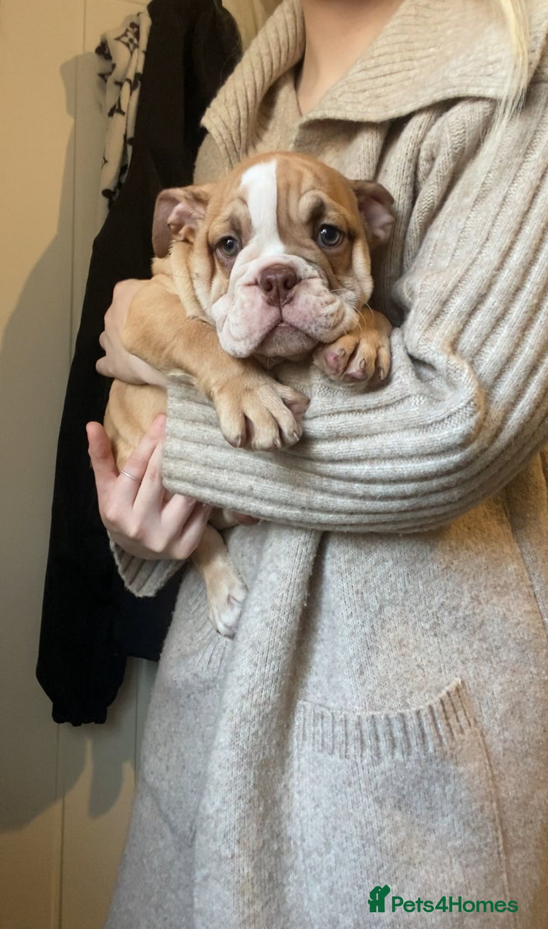 English Bulldog dogs for sale: Pedigree English bulldogs top-lines (7 weeks old)  - Image 7