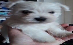 West Highland Terrier dogs for sale: KC Reg Quality West Highland Terrier Puppies  - Image 6